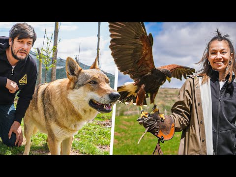 Evde Kurt Sürüsü İle Yaşamak Vlog