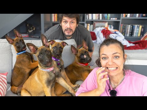 4 Yavru Köpeğin Gazabına Uğradık