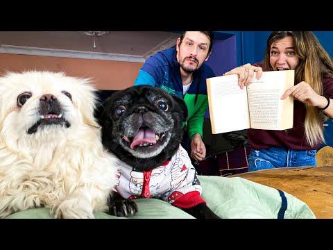 Bir Günlüğüne Köpeklere Hükmetmek