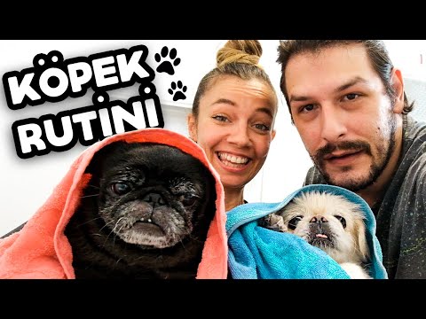 KÖPEKLERLE BİRLİKTE YIKANDIK VLOG