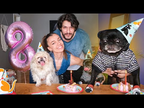 KÖPEKLERE SÜRPRİZ PASTALI DOĞUM GÜNÜ PARTİSİ