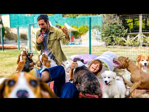 25 KÖPEK İLE NASIL BAŞA ÇIKILIR Ultra Lüx Köpek Oteli