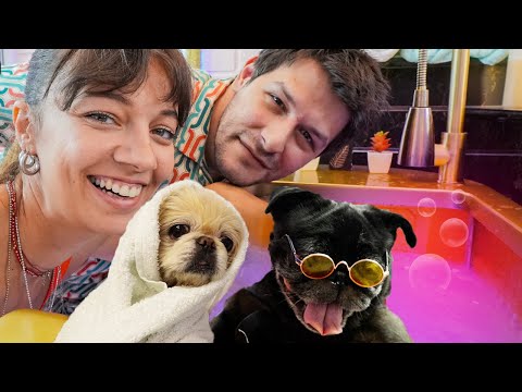 Köpeklere Tuz Banyosu Ve Muhteşem Değişimleri