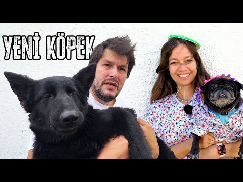 Yeni Köpeğimiz Değişik Joy