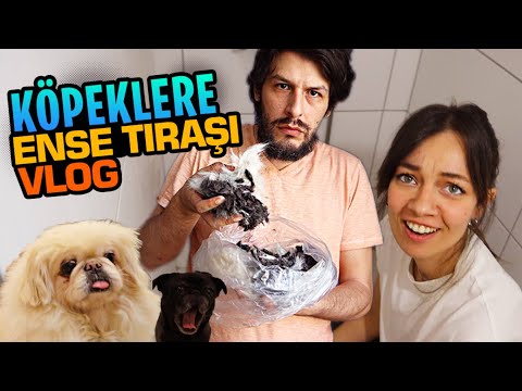 KÖPEKTEN NE KADAR TÜY ÇIKABİLİR Kİ KÖPEK TIRAŞI VLOG