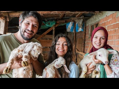 Beni Bir Kuzu İle Çek Vlog NurgülAkdoğan