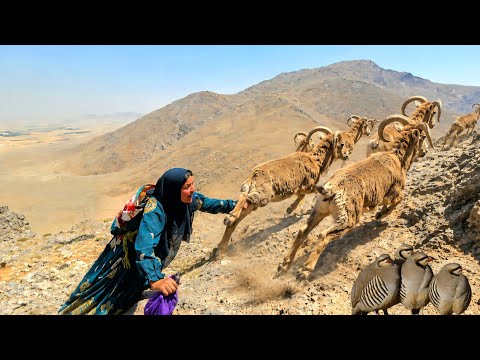 Was Tuba a nomadic woman able to hunt a ram Come and see