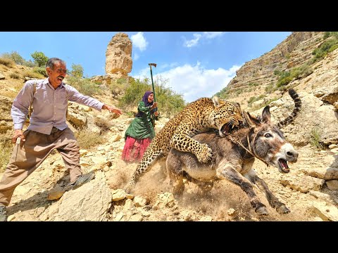 Donkey dies at the hands of a leopard Alborz and Tubi