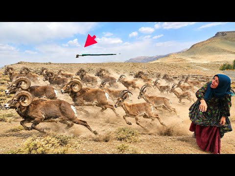 Epic Battle Nomadic Couple vs Wild Goats in the Zagros