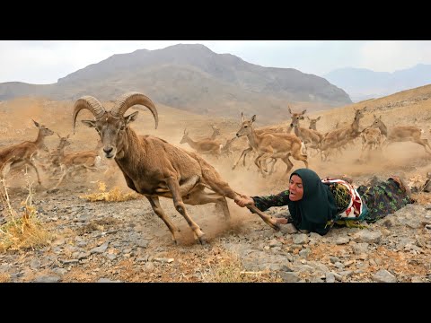 The wild herd has arrived Tuba chasing the wild ram