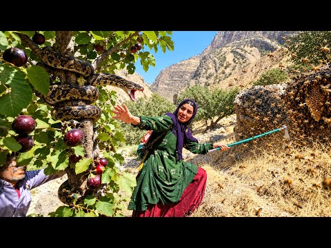 Tuba and Alborz s journey for honey and wild fruits