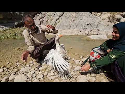 Tuba or Alborz Who was right The story of the duck in the