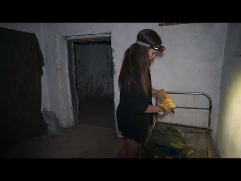 A Girl Escapes the Wolves in an Old Cabin Real Survival