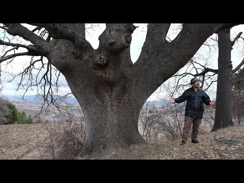 10 000 YILLIK SİYEZ BUĞDAYININ PEŞİNDE Belgesel