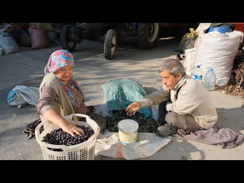 Zeytin Hasadı ve Zeytinyağı Üretimi Belgesel
