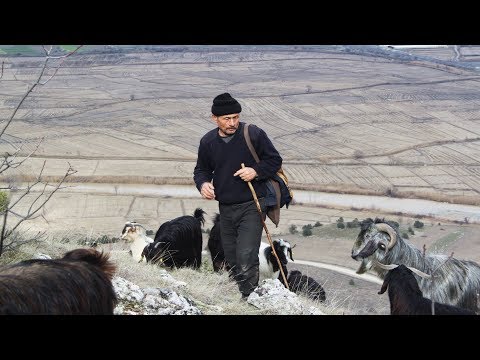 ANADOLUDA KEÇİ ÇOBANLIĞI Belgesel