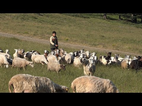 Yayladaki Genç Çobanlar