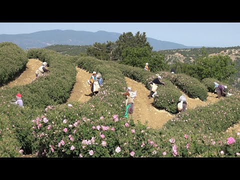 Gül suyu ve yağının geleneksel ve modern üretim süreci 4K