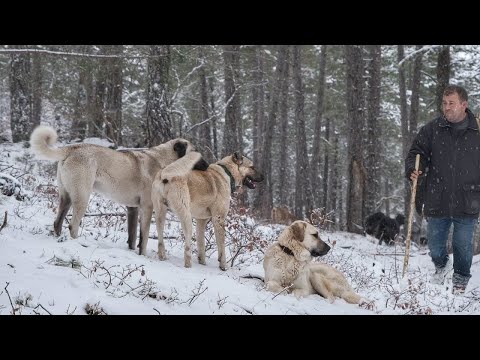 Hayvancılıkla uğraşan kardeşler Belgesel
