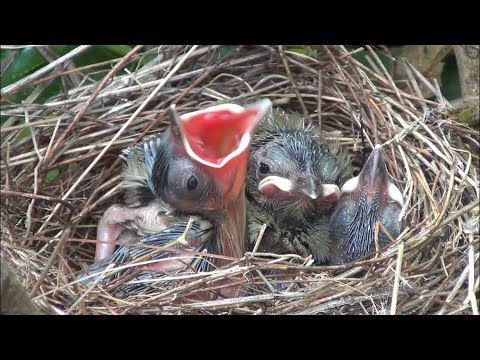 KUŞ YAVRULARININ 6 GÜNDE İNANILMAZ DEĞİŞİMİ