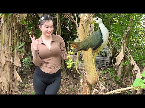 Chim Quốc Ở Đâu Bay Tới Khi Đang Săn Bắt Trong Rừng Và Cái