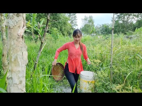 Thôn Nữ Neo Đủ Loại Bẫy Bắt Cá Nhiều Ngày Trong Khu Sậy Và