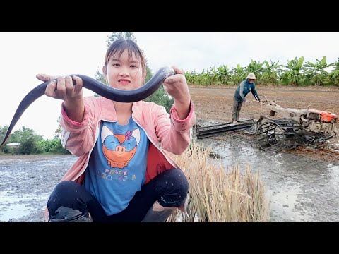 Gái Quê Bắt Lươn Khủng Xuất Hiện Dưới Bánh Xe Máy Cày Trúc