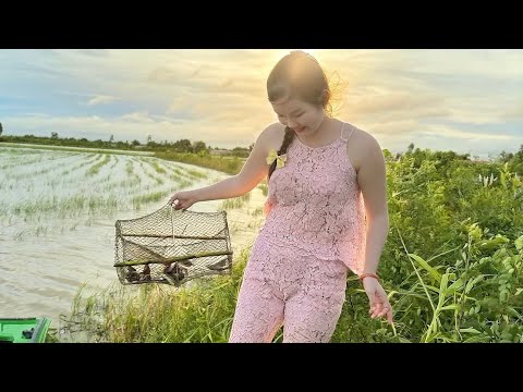 Săn Bắt Cá Lượm Trứng Vịt Ngoài Đồng Nước Lũ Dâng Cao Trúc