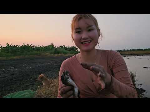 Bắt Ếch Kêu Trên Ruộng Cạn Săn Tìm Những Con Ếch Khủng Mùa