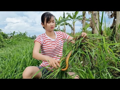 Thôn Nữ Cắm Câu Cá Lóc Lần Đầu Dính Lươn Khủng Trú Ngụ