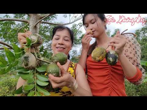 Cận Cảnh Gái Quê Trèo Cây Hái Cóc Đại Náo Khu Vườn Trái Cây