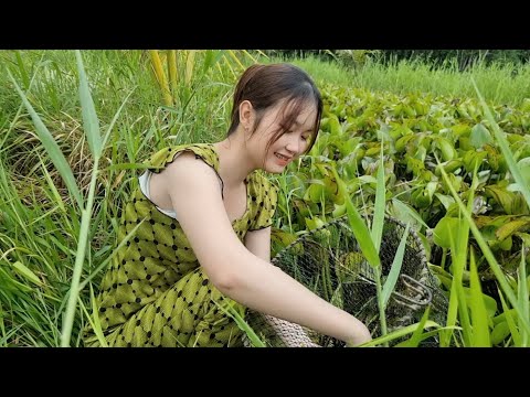 Trúc Phương Đặt Lờ Bẫy Cá Mùa Nước Về Ngập Đồng Và Cái Kết