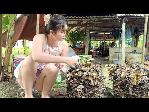 Trúng Lớn Ổ NẤM Sau Trận Mưa Bão Country girl grows and