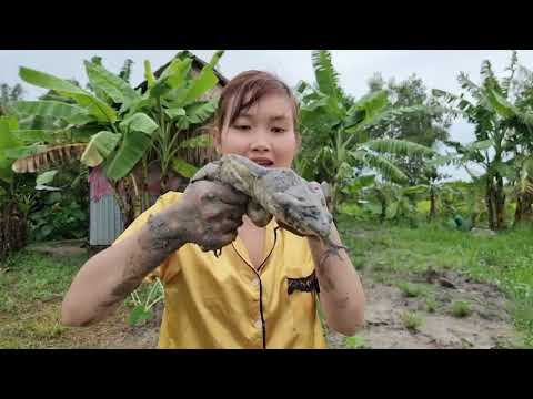 ĐÀO HANG THU PHỤC ẾCH BẮT CÁ LÊN BỜ Ngày Mưa Bão Nơi Sông