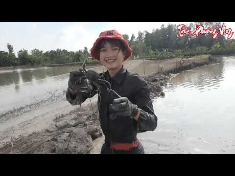 Thôn Nữ Ra Đồng Thụt Hang Bắt Cá Chuối Trúc Phương Vlog