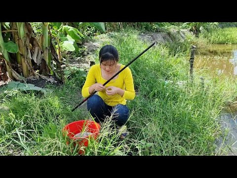 Câu Cá Ổ Trong Ao Sen Điểm Mới Chờ Tim Lên Là Có Hàng Trúc