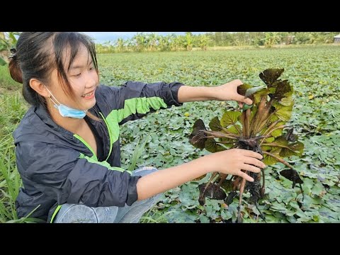 Trải Nghiệm Ruộng Ấu Và Khu Vườn Khủng Ở Đất Long Phụng Đầy