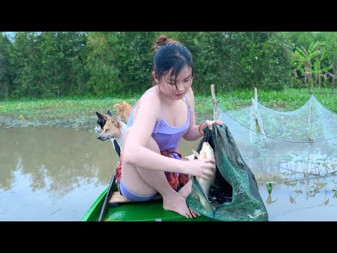 Lũ Lụt Tràn Đê Cá Chép Bống Tượng Kéo Về Ruộng Sâu Trúc