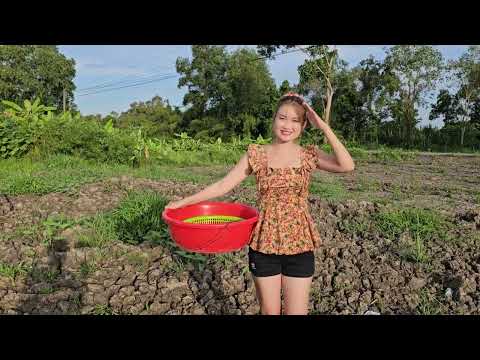 Bắt Con Cá Lớn Trên Ruộng Bông Súng Ma Săn Trúng Bầy Trê