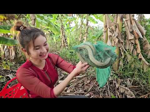 Săn Rắn Hổ Vện Cặp Dài Hơn Mét Rưỡi Khu Chồm Cao Trúc