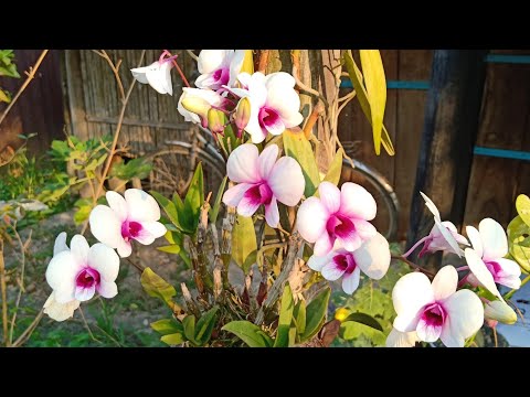 Về quê trồng rau nuôi cá Going home to grow vegetables to