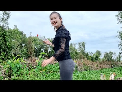 Trở Lại Kênh Lục Bình Bích Tìm Và Bắt Những Con Cá Sống