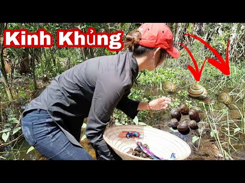 Lần Theo Dấu Vết Phát Hiện Cả Nhà Ốc Bưu Khủng Cặp Bìa Rừng