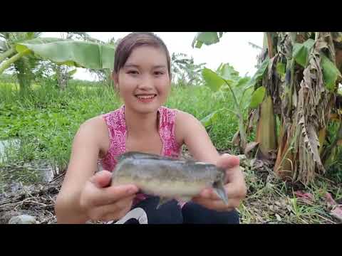 Bẫy Cá Khu Sậy Đế Đầu Mùa Nước Nổi Dính Cá Lóc Cá Trê Đầy