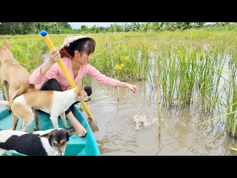 Thôn Nữ Bẫy Dính Cá Lóc To Khu Cỏ U Du Mùa Này Bắt Toàn Cá