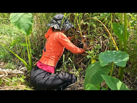 Đặt Bẫy Lớn Bắt Con Rắn Hổ Vện Trong Gò Đất Cao Trúc Phương