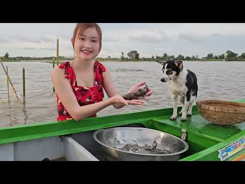 Đặt Bẫy Săn Cá Thác Lác Cườm Cỡ Lớn Giữa Đồng Ngập Nước