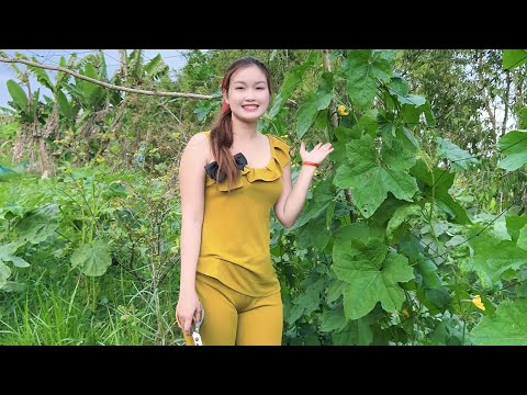2 Tháng Trồng Đậu Bắp Trái Sum Xuê Phát Mê Harvest okra