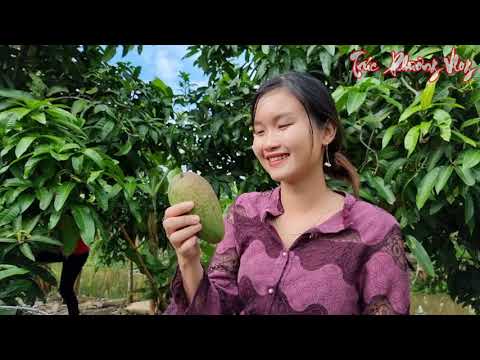 Trúc Phương Đại Chiến Đồ Chua Săn Lùng Xoài Cuối Mùa Tại