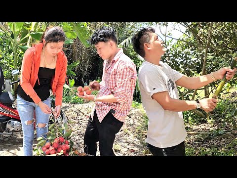 Vượt Độ Cao Trải Nghiệm Thu Hoạch Trái Cây Miền Tây Trúc